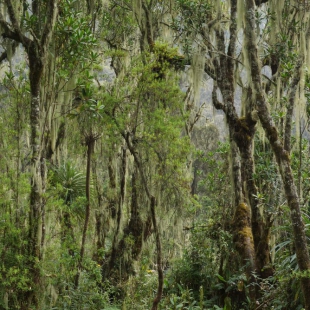 MOSSY FOREST